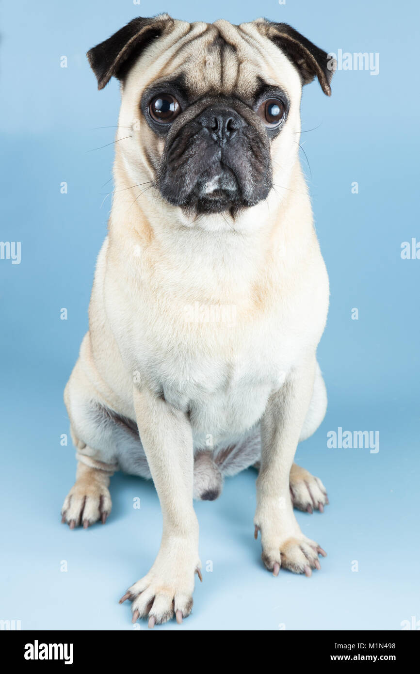 Ein süßes Rehkitz Mops sitzend, in einem blauen Hintergrund. Stockfoto