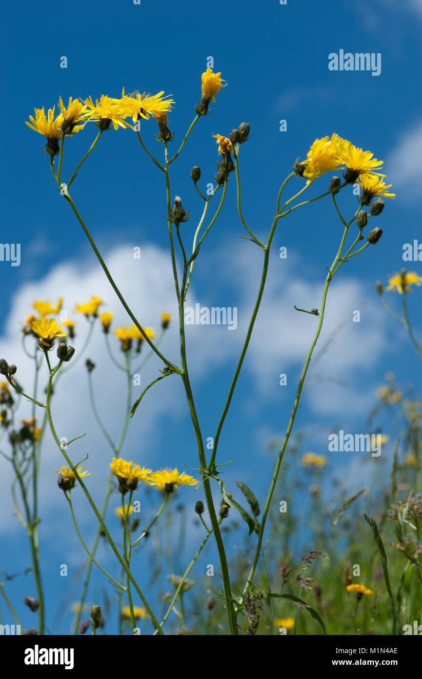 Crepis biennis, Wiesen-Pippau, raue hawksbeard Stockfoto