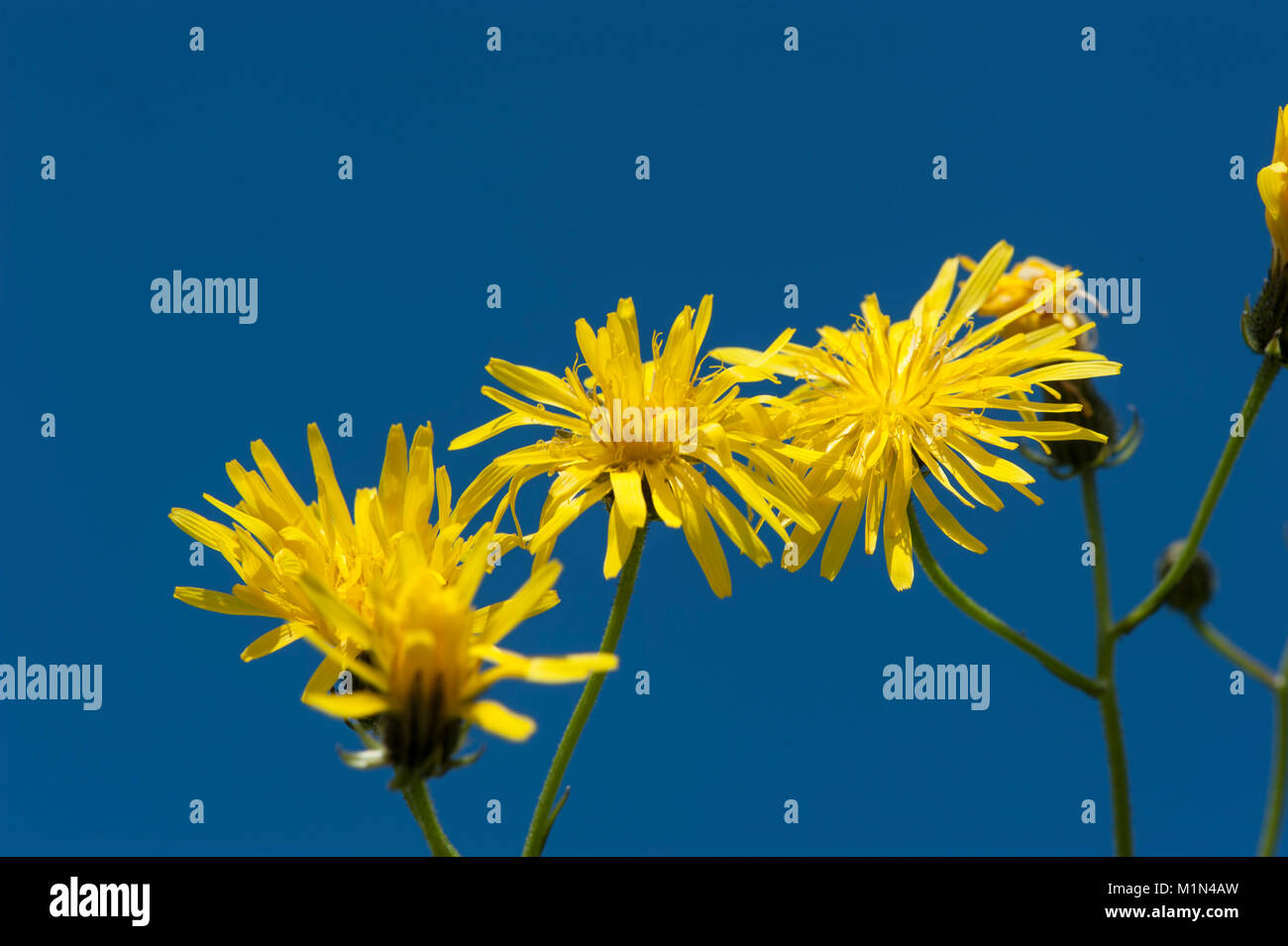 Crepis biennis, Wiesen-Pippau, raue hawksbeard Stockfoto