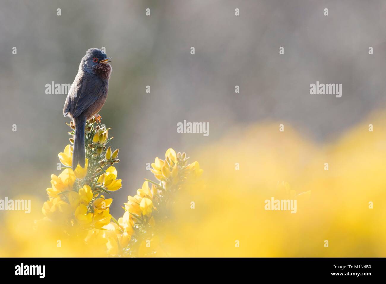 Männliche Dartford Warbler singen auf der Oberseite der Stechginster Stockfoto