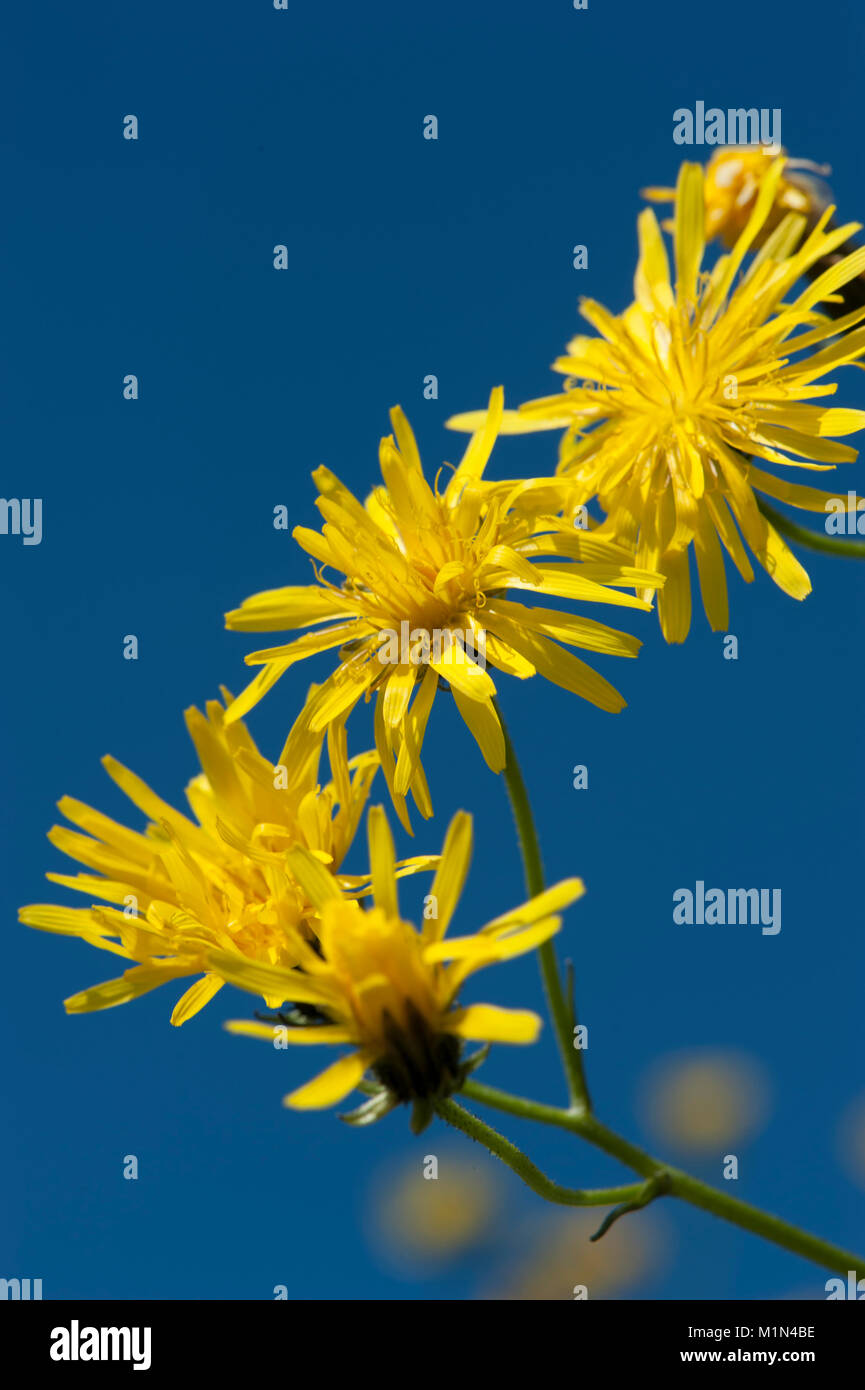 Crepis biennis, Wiesen-Pippau, raue hawksbeard Stockfoto