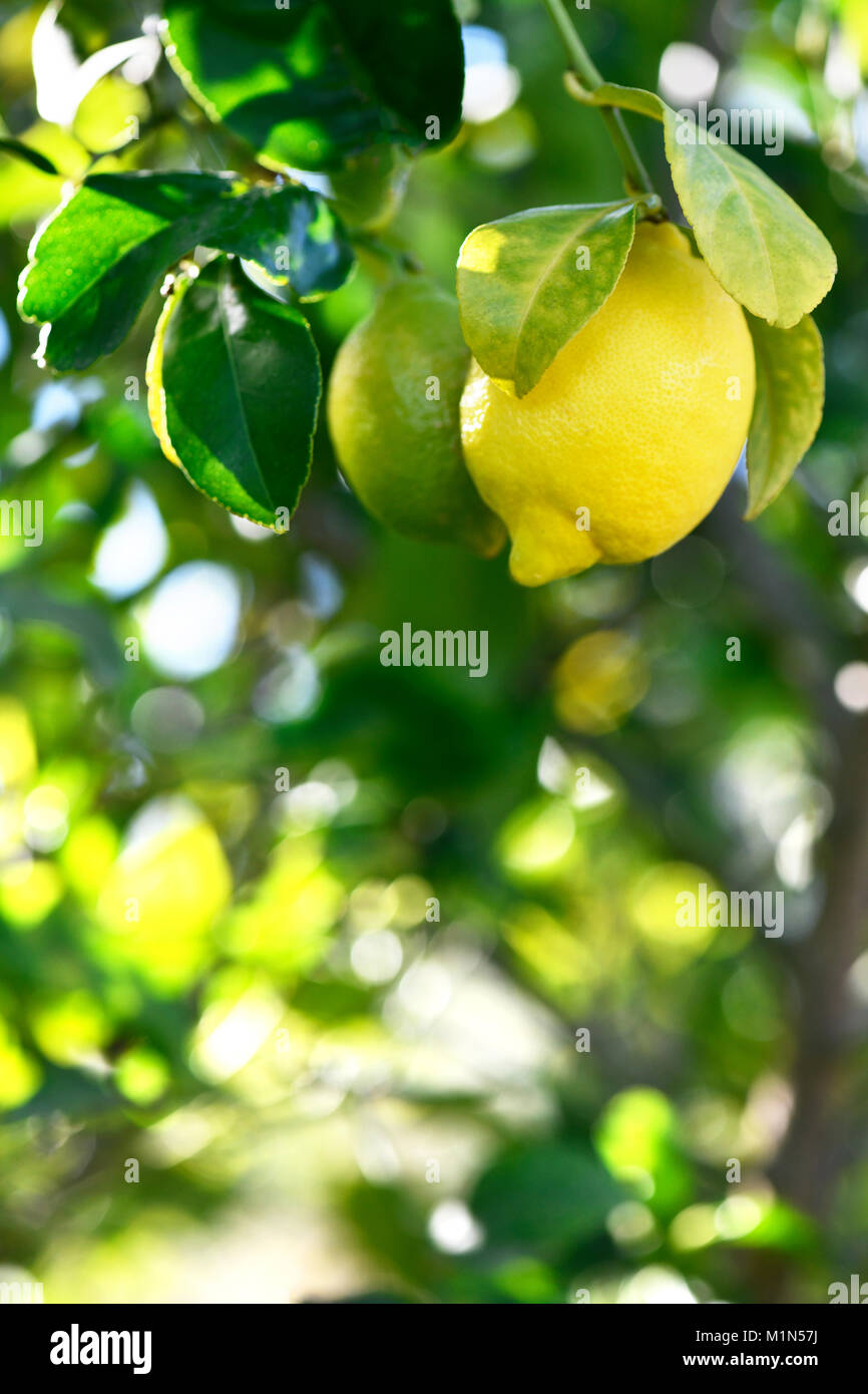Vertikale Hintergrund von frischen Bio Zitronen Hängen an einem Baum in einem mediterranen Grove, selektiven Fokus auf zusätzlichen Platz kopieren Stockfoto