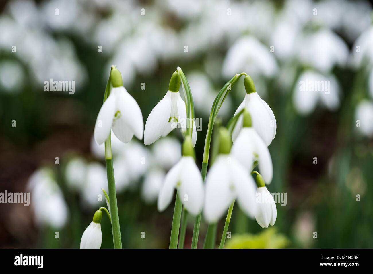 Galanthus nivalis, gemeinsame Schneeglöckchen. Schneeglöckchen Winter/Frühling Blumen. Stockfoto