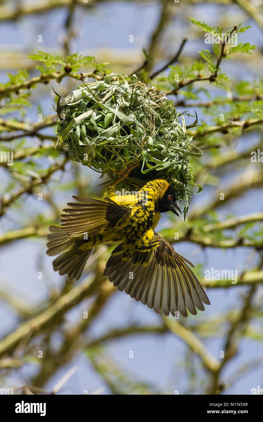 Black-headed Weaver oder Dorf Weaver Vogel (Ploceus cucullatus paroptus) Gebäude ein Nest in einer Akazie, Nairobi, Kenia Stockfoto