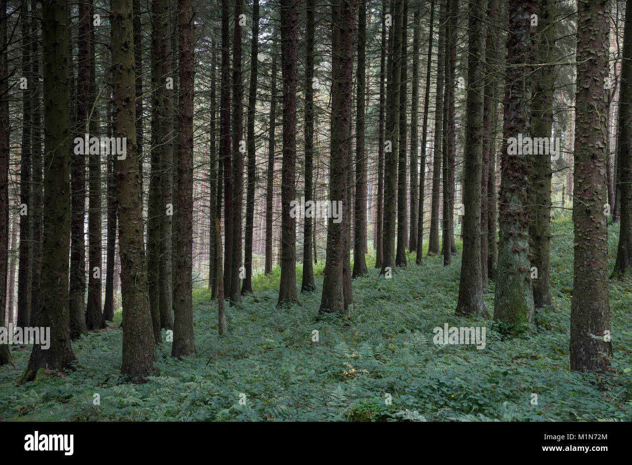 Wald oberhalb der Derwent Valley in der Nationalpark Peak District, Derbyshire, England. Stockfoto