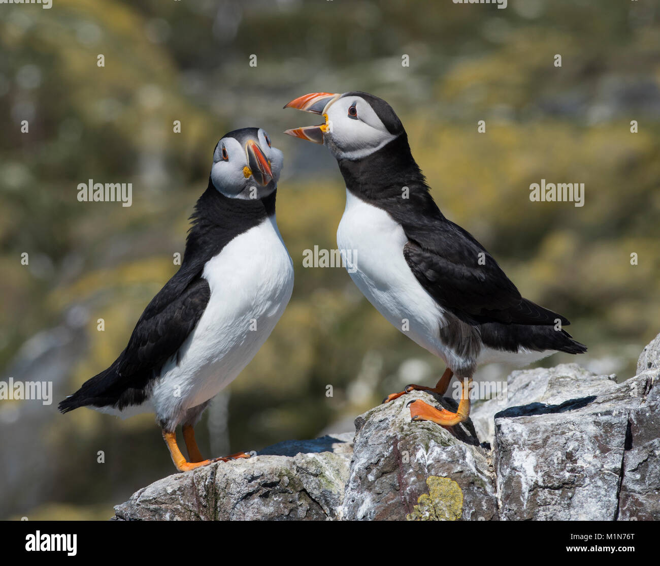 Atlantic puffin Fratercula arctica zwei Vögel zu jeder anderen Anzeige auf einen Felsen auf die Farne Islands Northumberland UK sat. Stockfoto