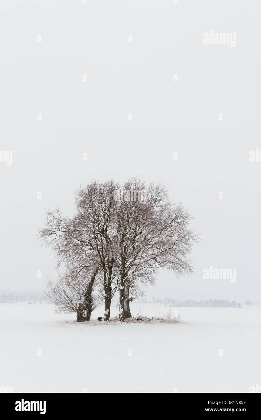 Winterlandschaft mit isolierten Baum Gruppe in East-Westphalia (Deutschland) Stockfoto