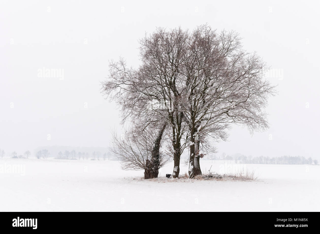 Winterlandschaft mit isolierten Baum Gruppe in East-Westphalia (Deutschland) Stockfoto