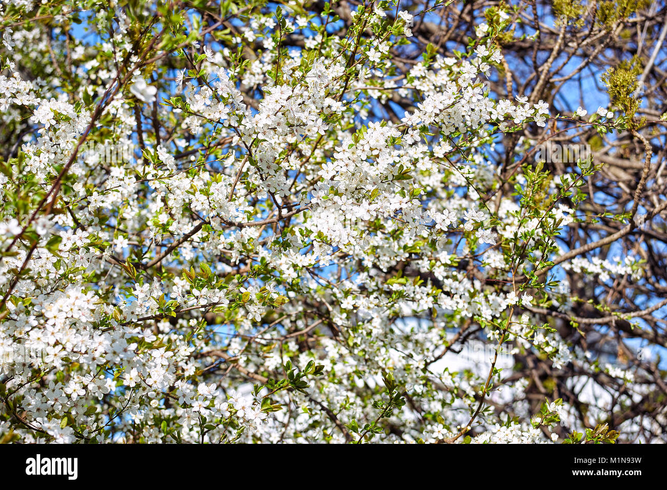 Kirschbaum in Blüte Stockfoto