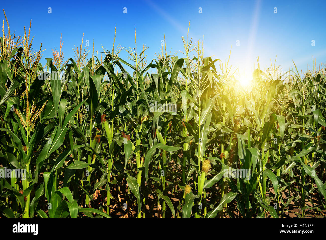 Reif Maisstengel auf dem Feld. Sonnenaufgang am Horizont. Stockfoto