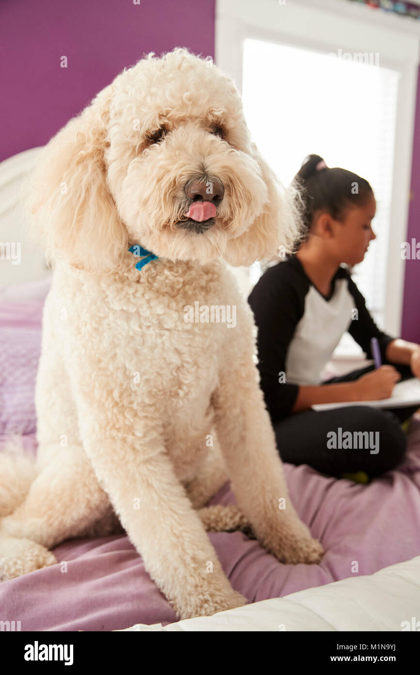 Haustier Hund suchen an der Kamera auf Girl's Bett, während sie Studien Stockfoto
