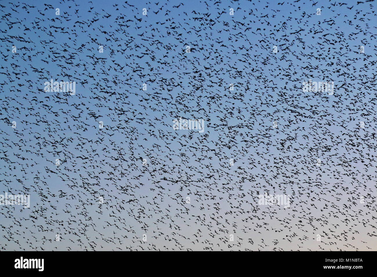 Ein erstaunlicher Anblick der Natur - ein starling Murmuration Stockfoto