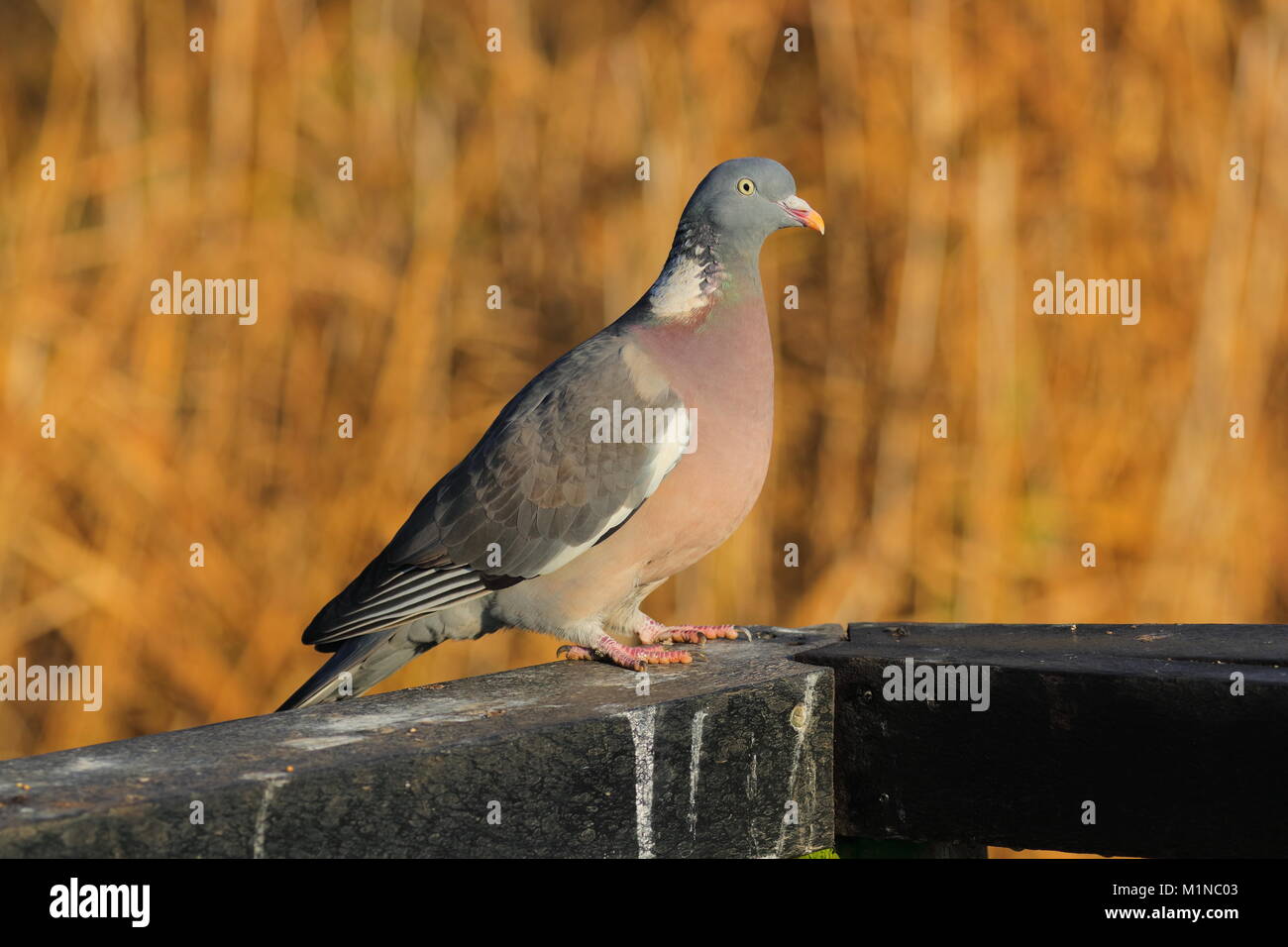 Bei woodpigeon Fairburn Ings Stockfoto