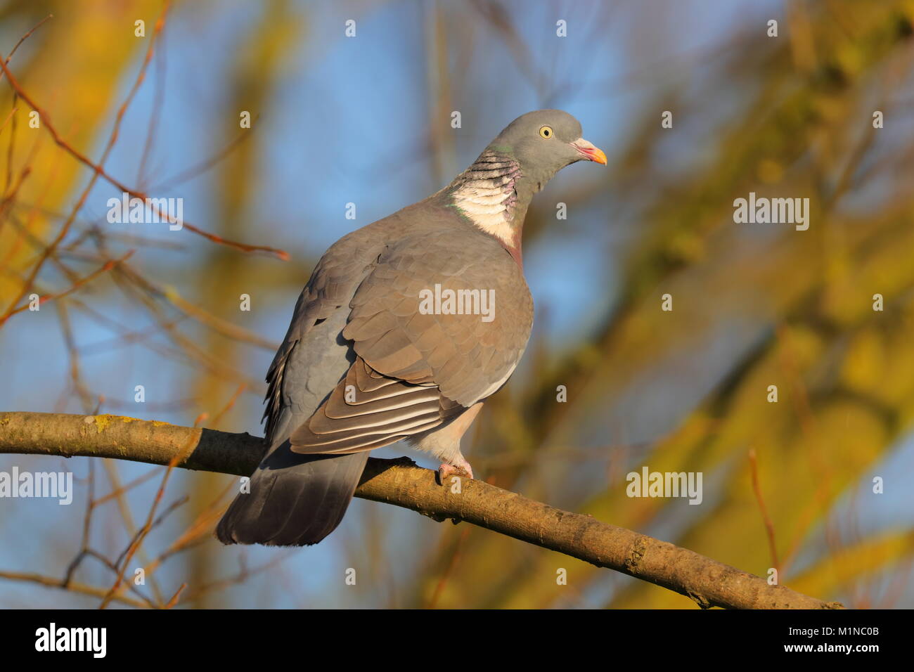 Bei woodpigeon Fairburn Ings Stockfoto