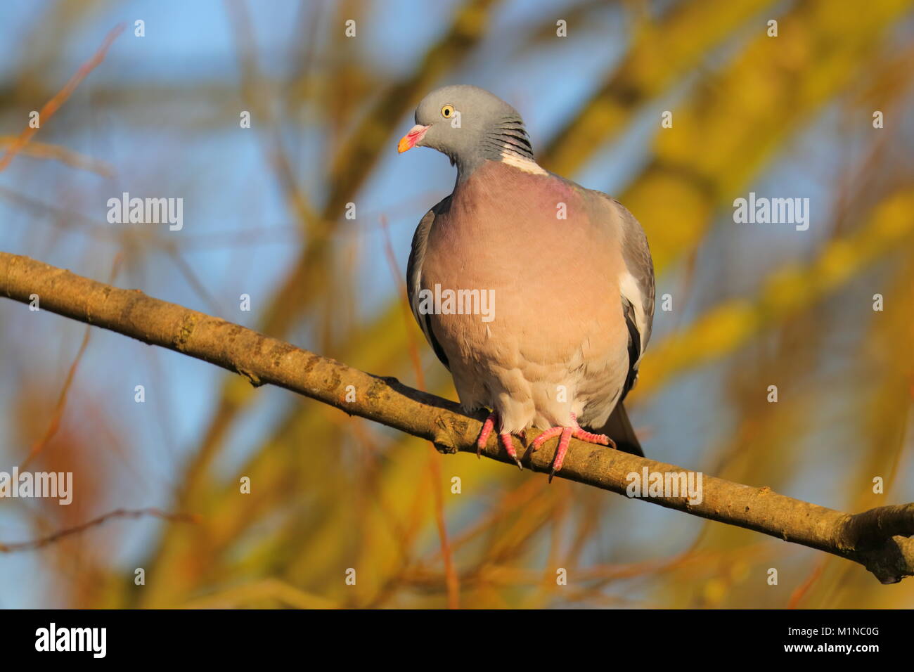 Bei woodpigeon Fairburn Ings Stockfoto