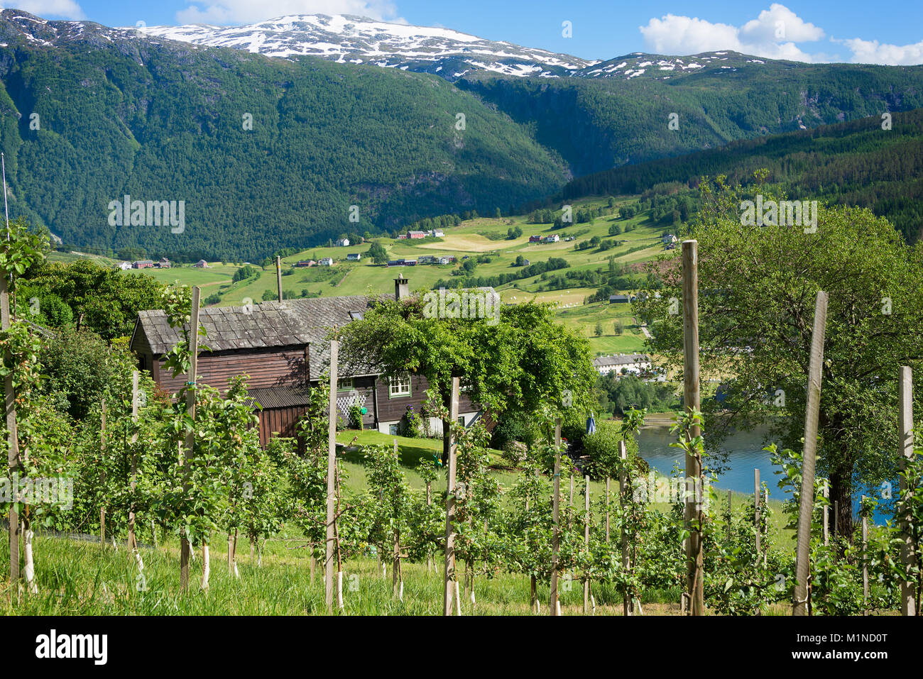 Obstbäume in einem Obstgarten auf den Hügeln rund um den Hardangerfjord mit Berge mit Schnee dahinter zeigt sich die Landschaft von Norwegen im Sommer. Stockfoto