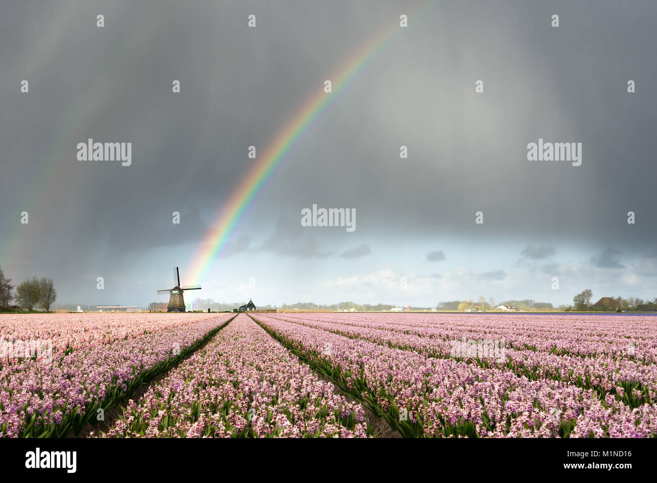 Ein Regenbogen unter schweren Wolken bei einem Gewitter über eine Windmühle und rosa Hyazinthe Blüte Felder in einer Landschaft in den Niederlanden im Frühjahr. Stockfoto