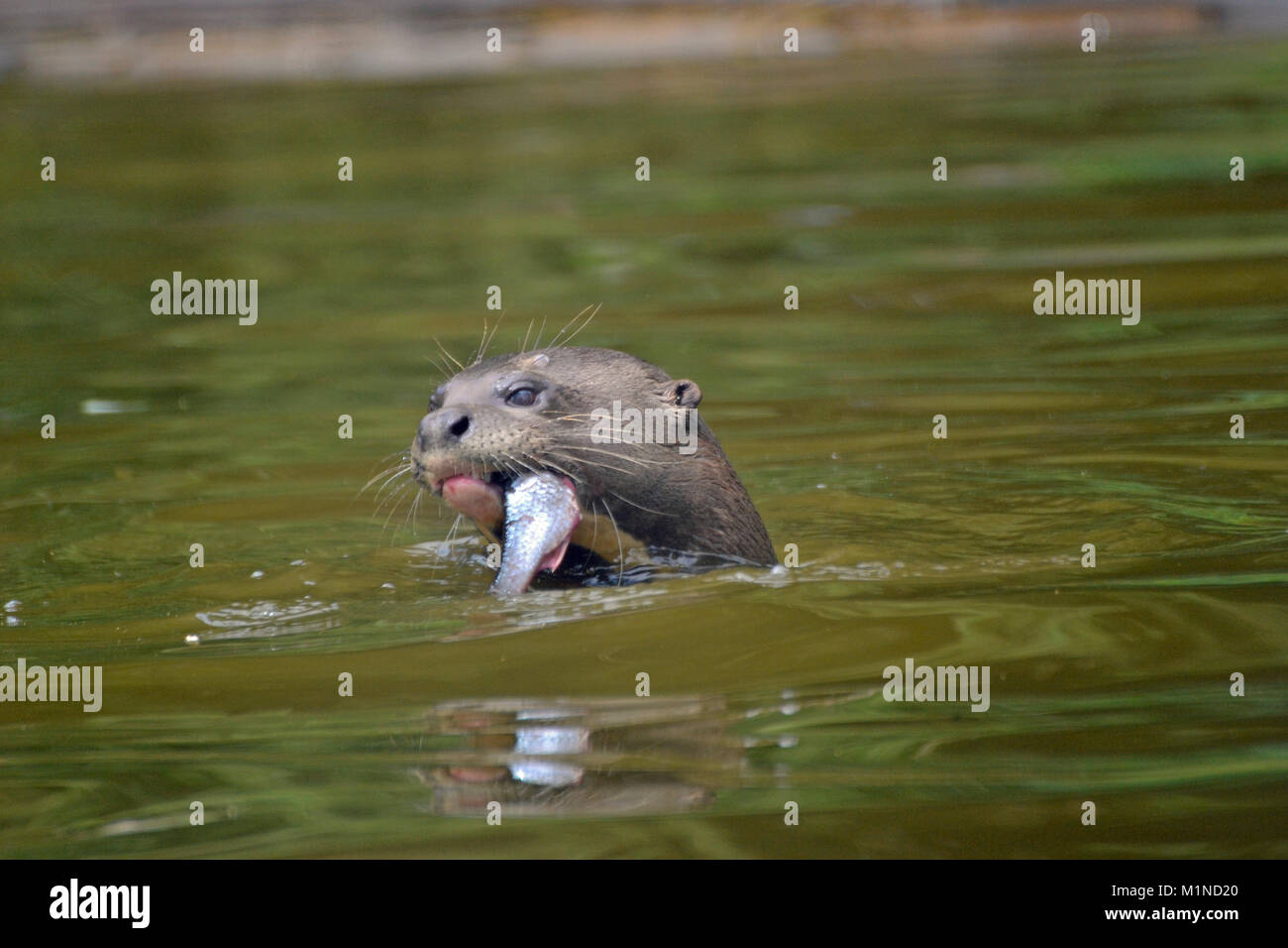 Riesenotter aus Südamerika im Pool bei der Fütterung. South Lakes Safari Zoo. Cumbria GROSSBRITANNIEN Stockfoto