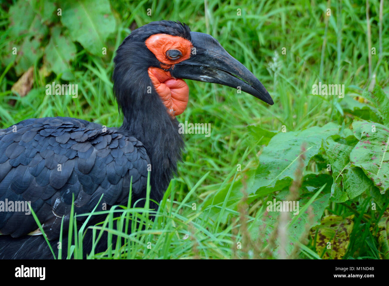 Südliche Hornrabe; Bucorvus Leadbeateri; native nach Südafrika. Bei South Lakes Safari Zoo, Cumbria Vogel. England. Großbritannien Stockfoto