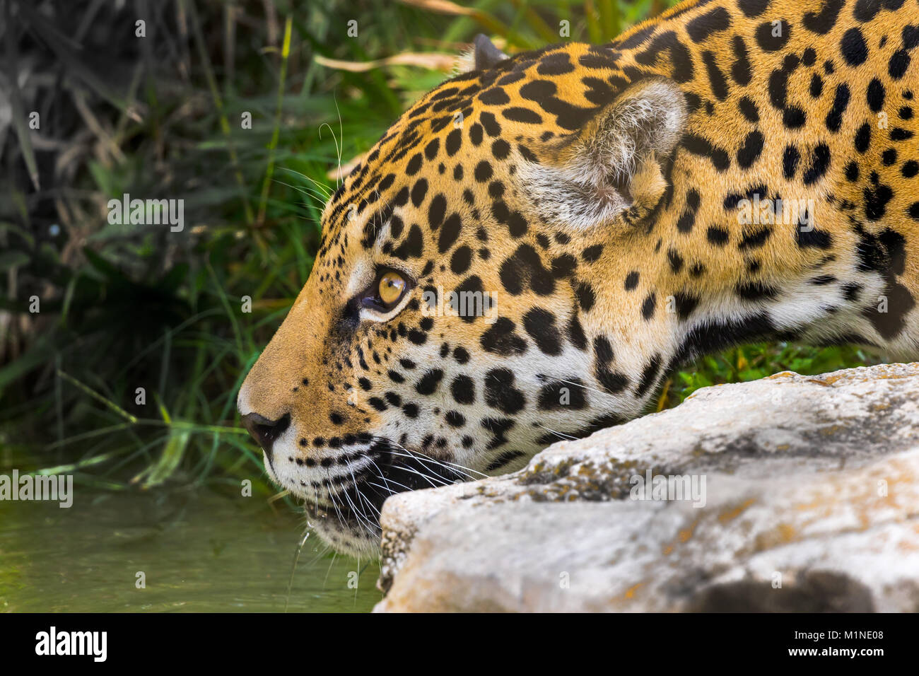 Jaguar Jagd Stockfoto