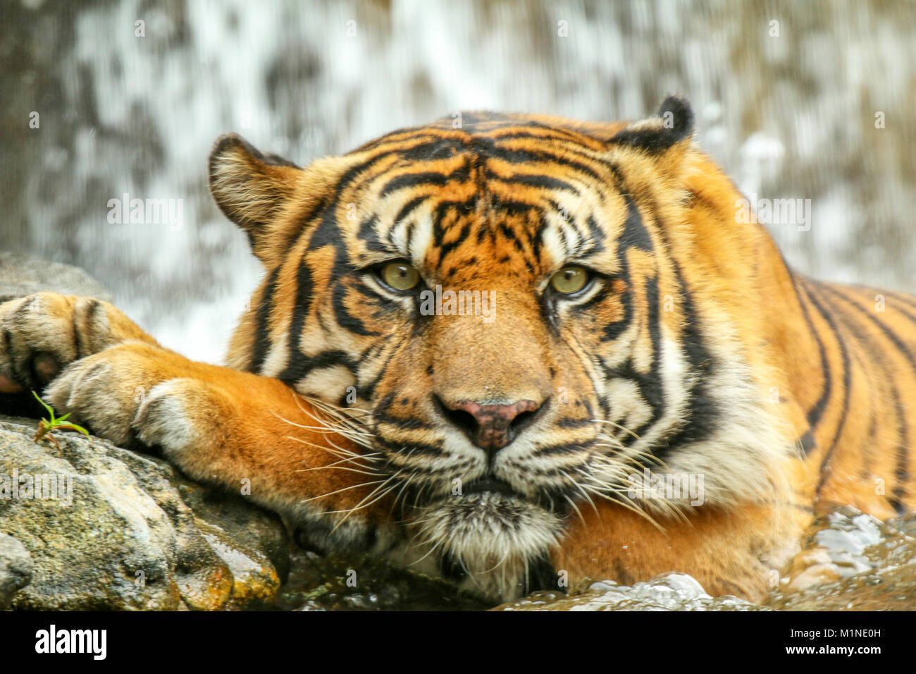 Tiger von Wasserfall Stockfoto