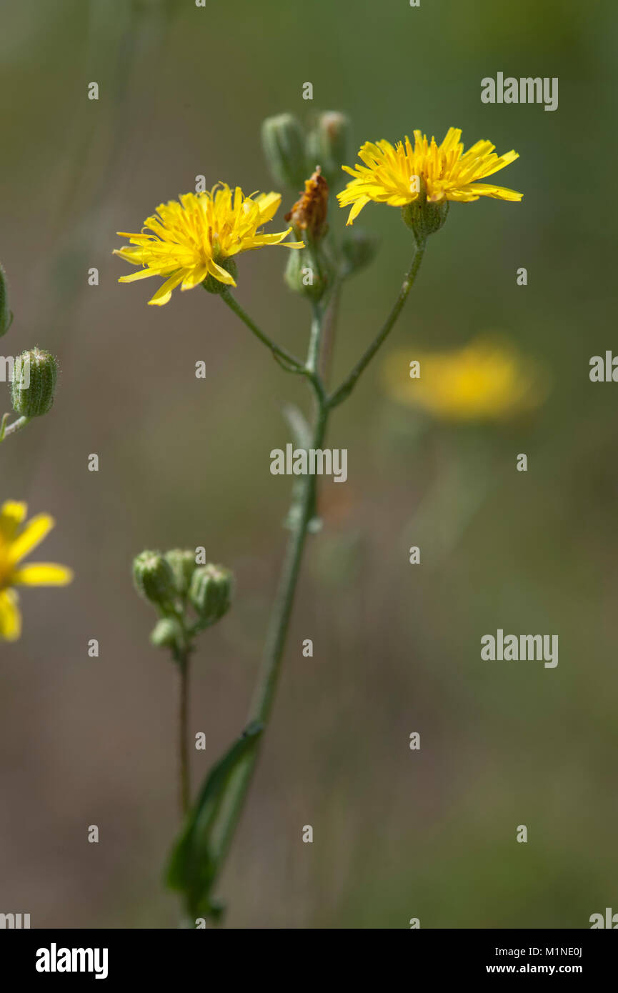 Pippau Crepis capillaris, Kleinkoepfiger, glatte Hawksbeard Stockfoto