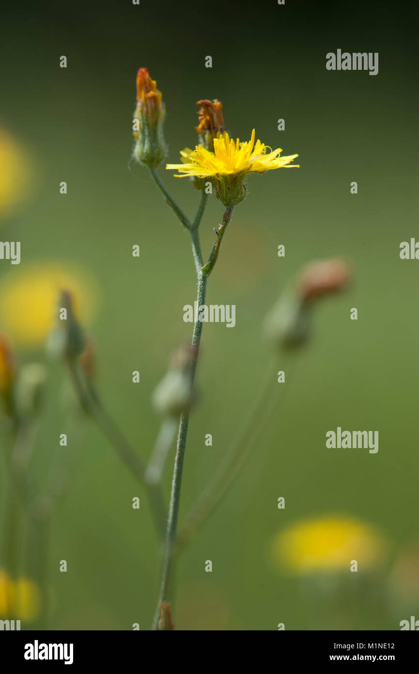 Pippau Crepis capillaris, Kleinkoepfiger, glatte Hawksbeard Stockfoto
