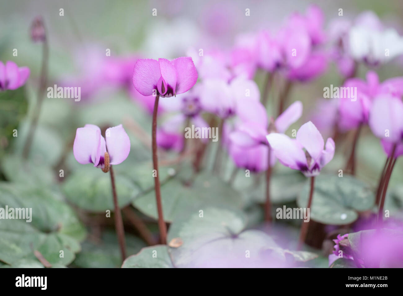 Cyclamen Coum, Frühlings-Alpenveilchen, Ost Cyclamen Stockfoto