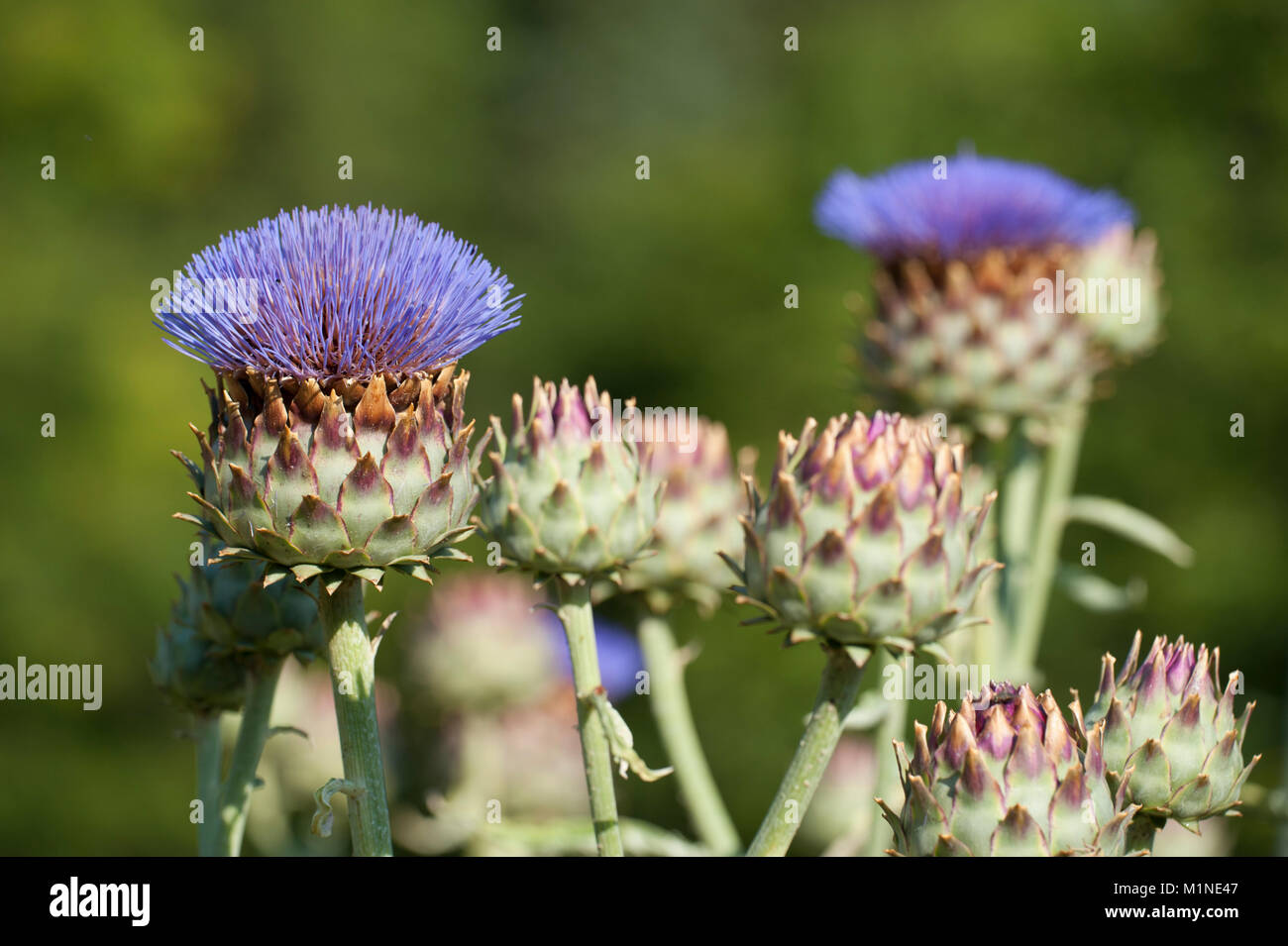 Cynara Cardunculus, Wilde Artischocke, Artischocke thistle Stockfoto