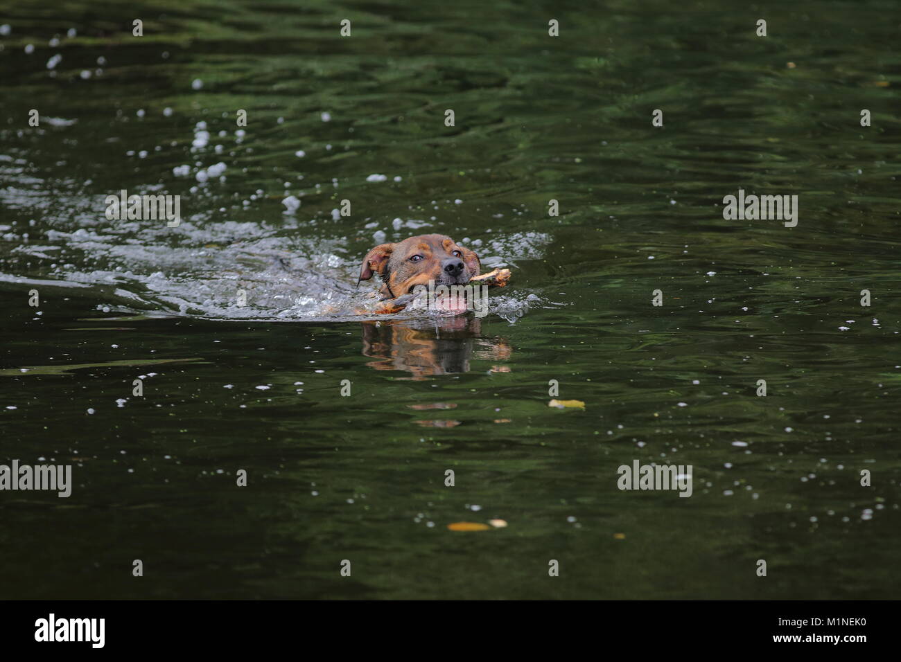 Einen Hund holt einen Stock von einem See Stockfoto