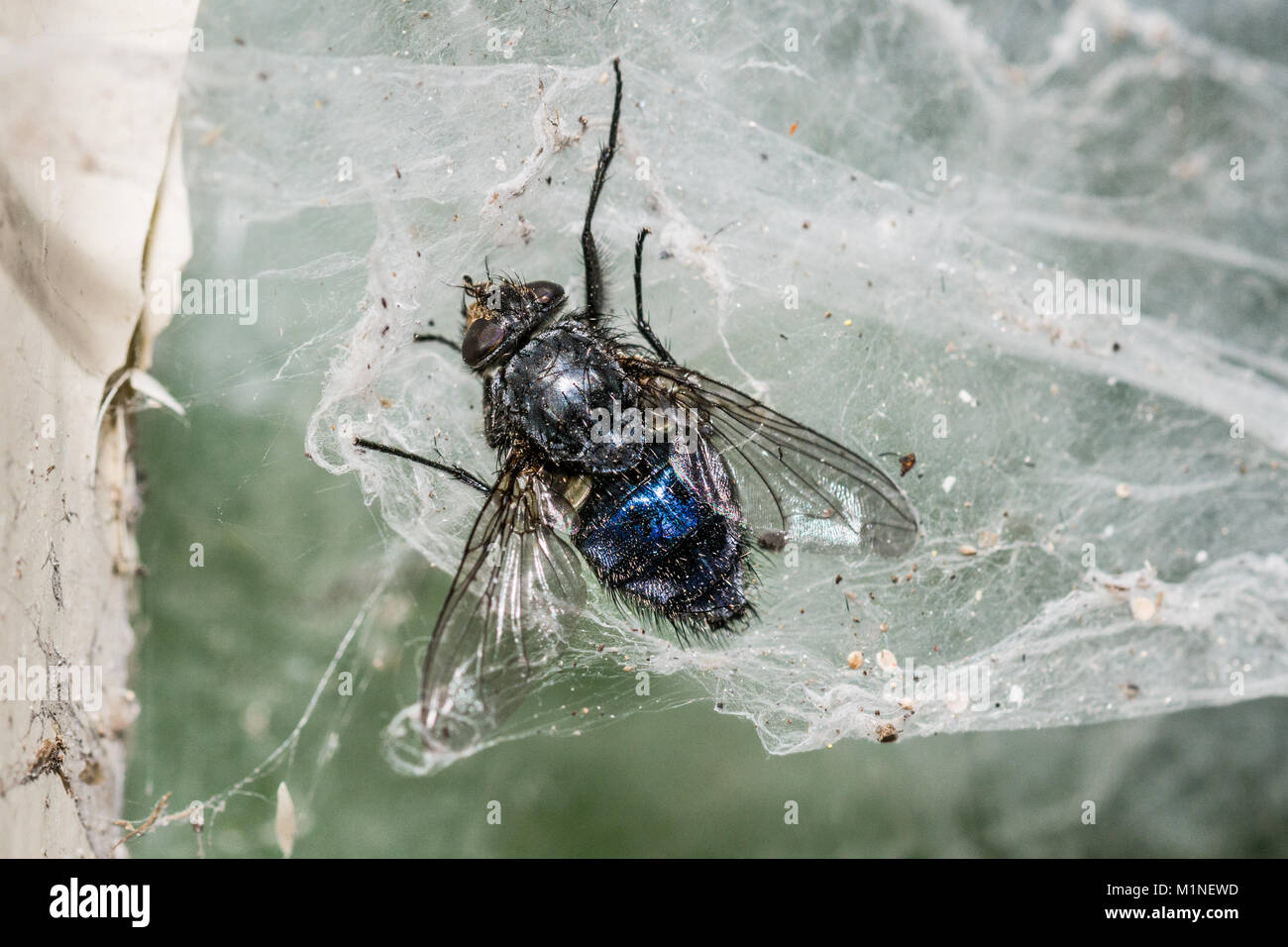 In der Nähe der Toten Schmeißfliege im Web. Calliphora. Glänzend blaue Flasche fliegen in dreckigen Spinnennetz gefangen. Stockfoto