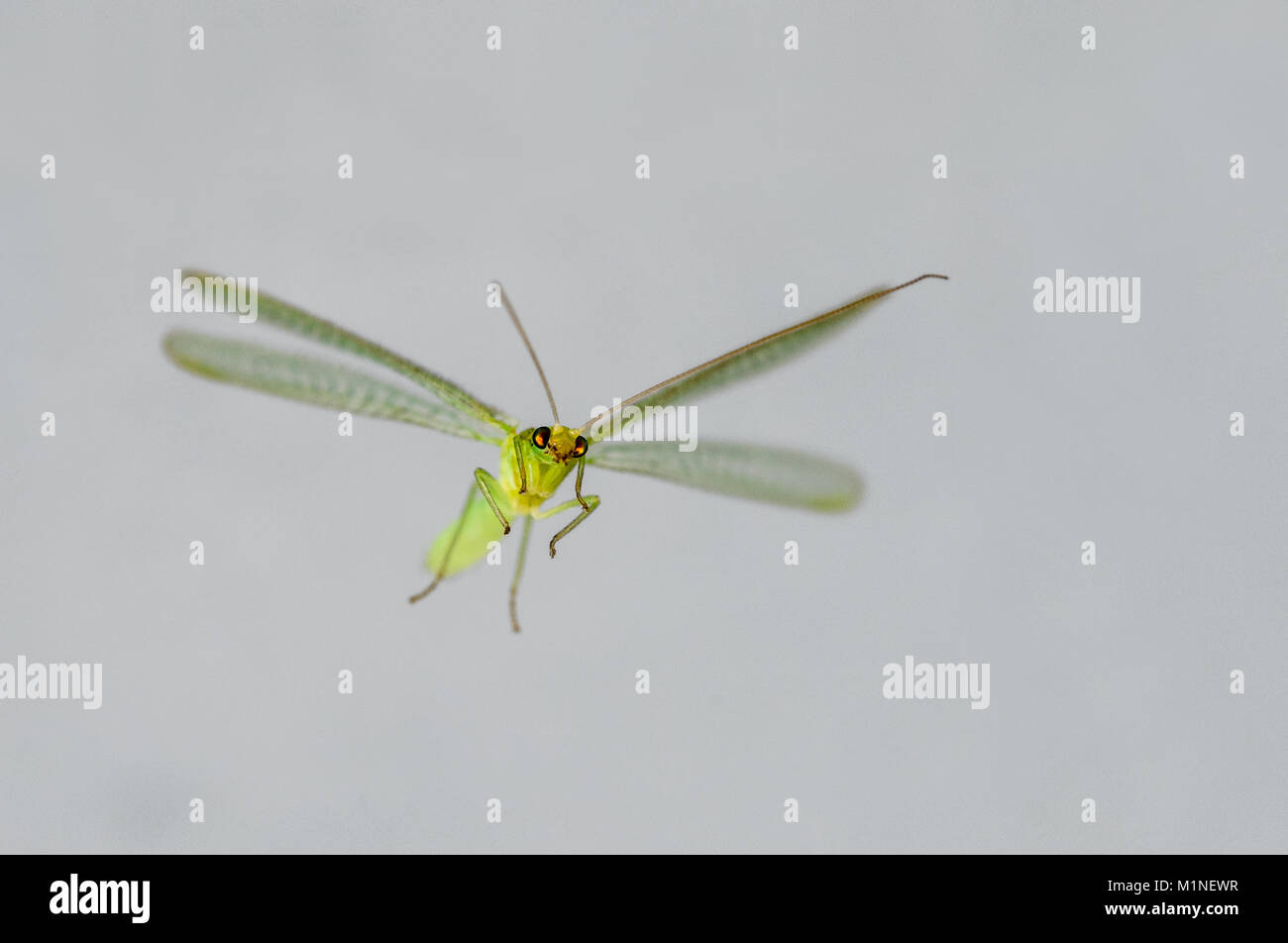 In der Nähe von mayfly im Flug. Erstaunlich grün geflügelte Insekt mit durchdringenden Augen. Stockfoto