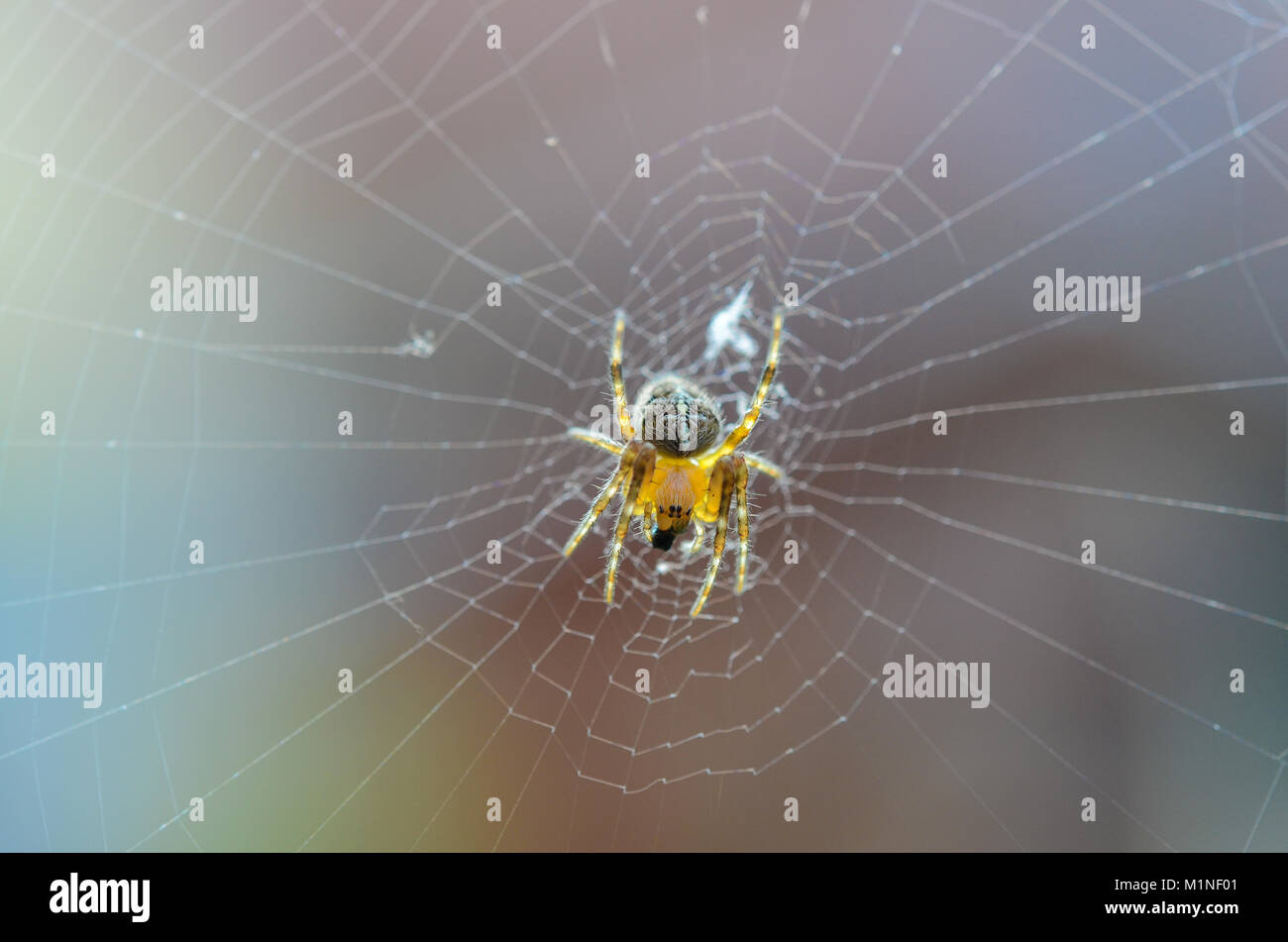 Junge diadem Spinne im Web ein. Araneus diadematus, Araneidae. Transparente Predator auf seiner Cobweb mit Farbe Hintergrund niedlich. Kleine Tiefe der Schärfe. Stockfoto