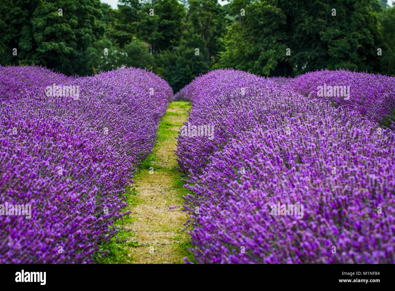 Blühende Lavendelpflanzen in Mayfield Lavender Farm, Banstead, Surrey, England, Großbritannien Stockfoto