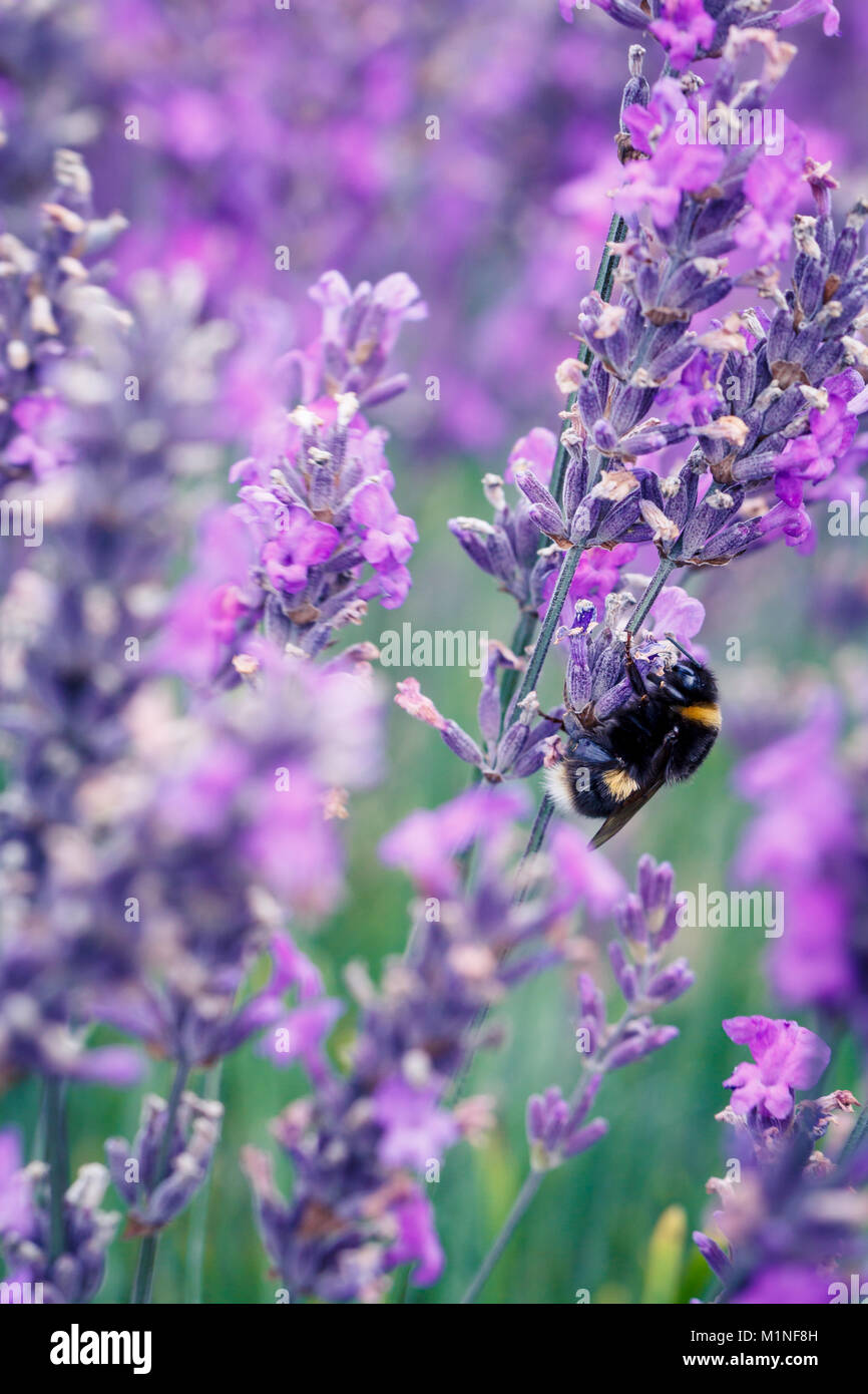 Hummel, bombus terrestris, bestäuben Kräuter Lavendel Blumen auf Mayfield Lavender Farm, Banstead, Surrey, England, Großbritannien Stockfoto
