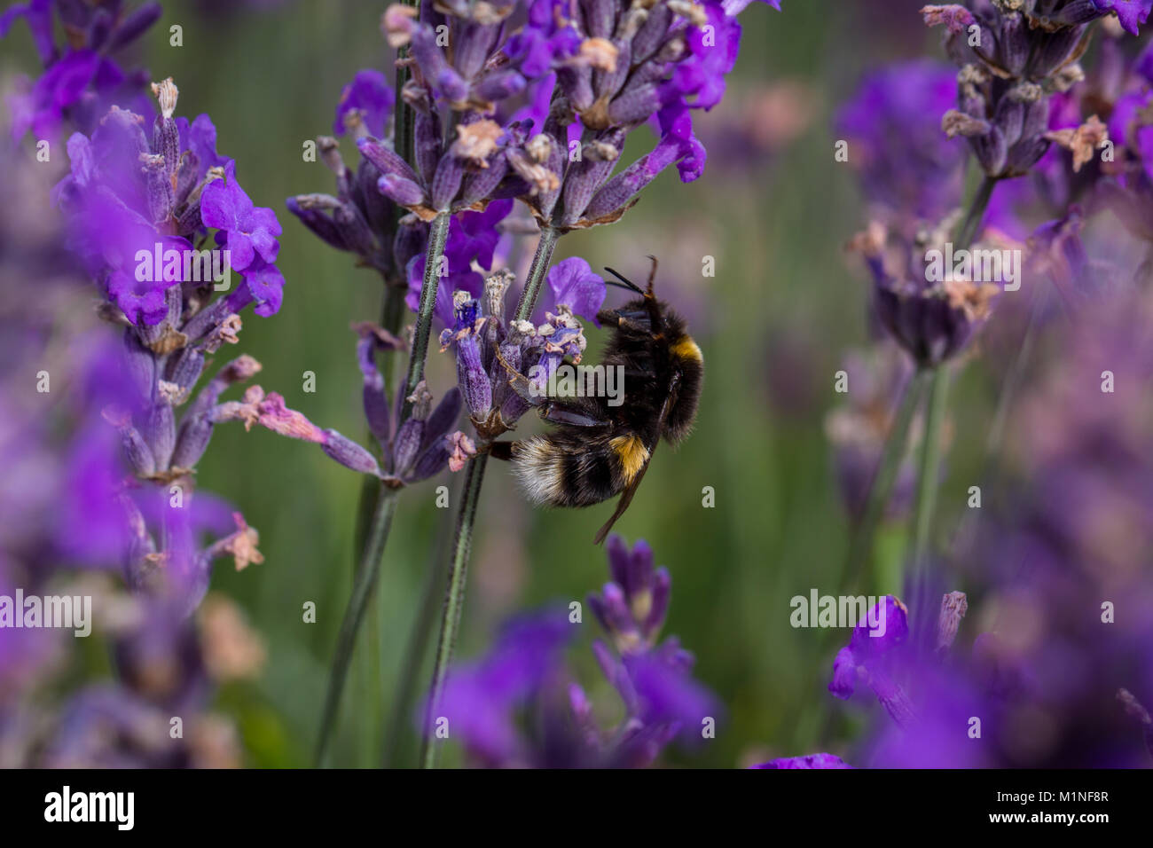 Hummel, bombus terrestris, bestäuben Kräuter Lavendel Blumen auf Mayfield Lavender Farm, Banstead, Surrey, England, Großbritannien Stockfoto
