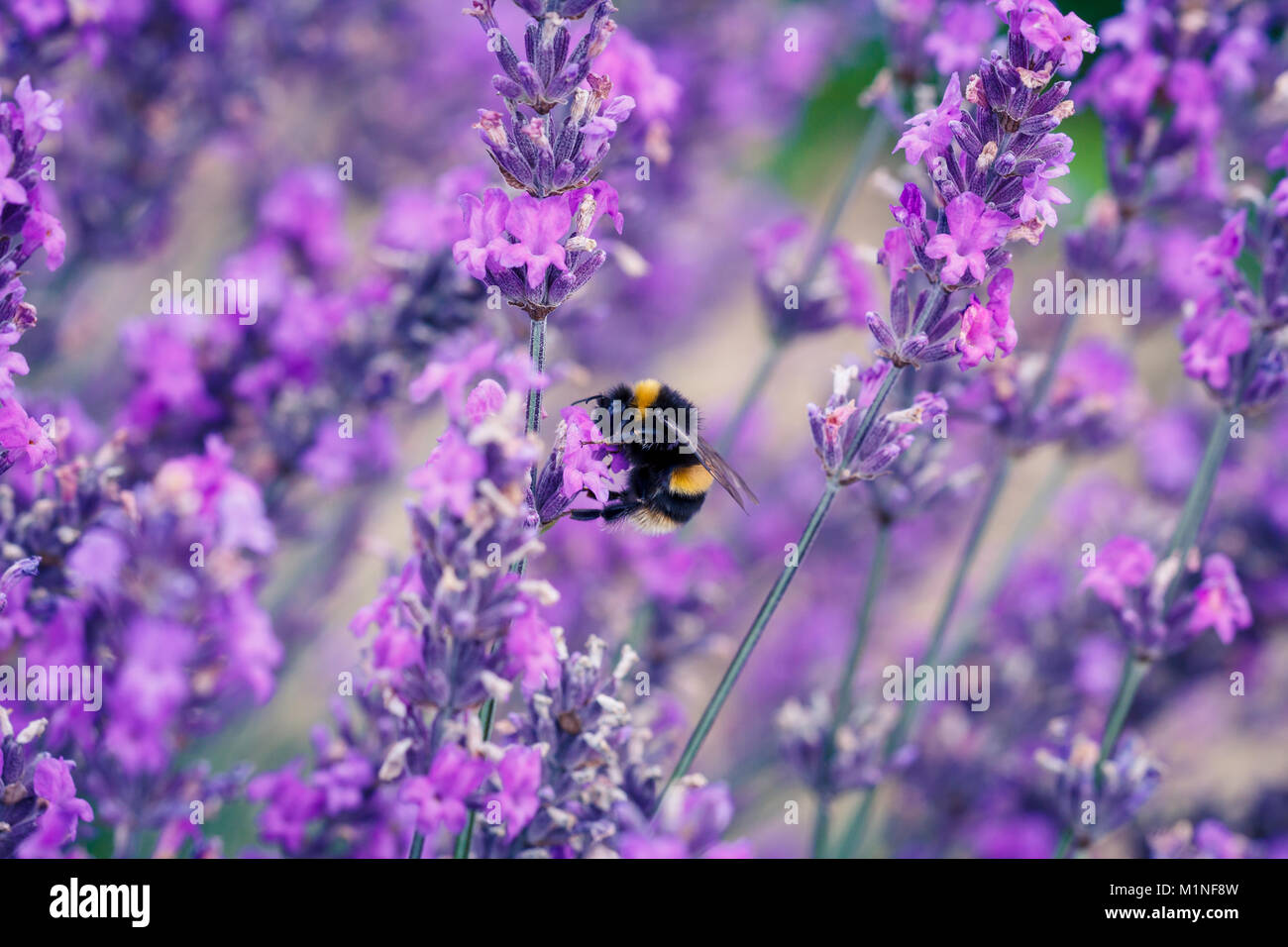 Hummel, bombus terrestris, bestäuben Kräuter Lavendel Blumen auf Mayfield Lavender Farm, Banstead, Surrey, England, Großbritannien Stockfoto