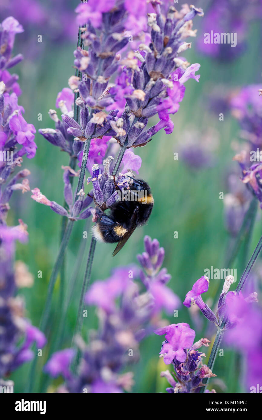 Hummel, bombus terrestris, bestäuben Kräuter Lavendel Blumen auf Mayfield Lavender Farm, Banstead, Surrey, England, Großbritannien Stockfoto