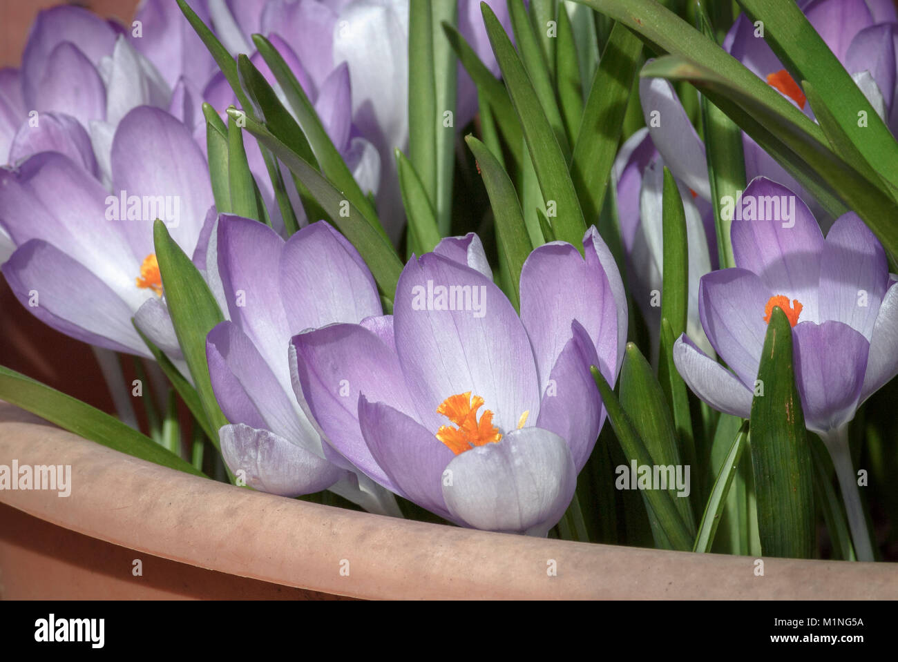 Lila und orange Krokusse blühen in einem Container im Freien im Februar, die grünen Blätter der Narzissen, die ein paar Wochen später blühen gesichert. Stockfoto
