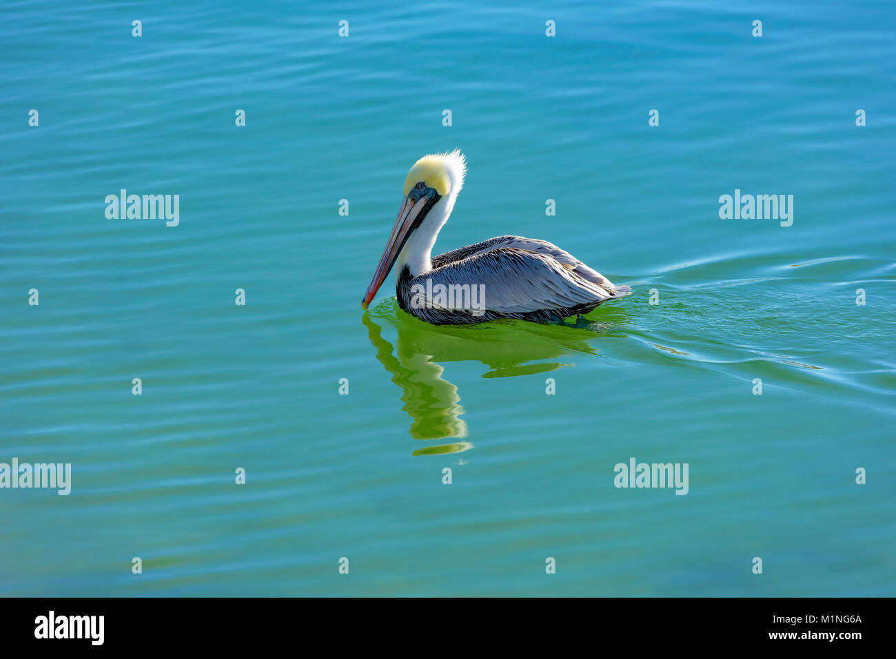 Brown pelican Schwimmen in den smaragdgrünen Gewässern von Destin Harbor, Florida Stockfoto