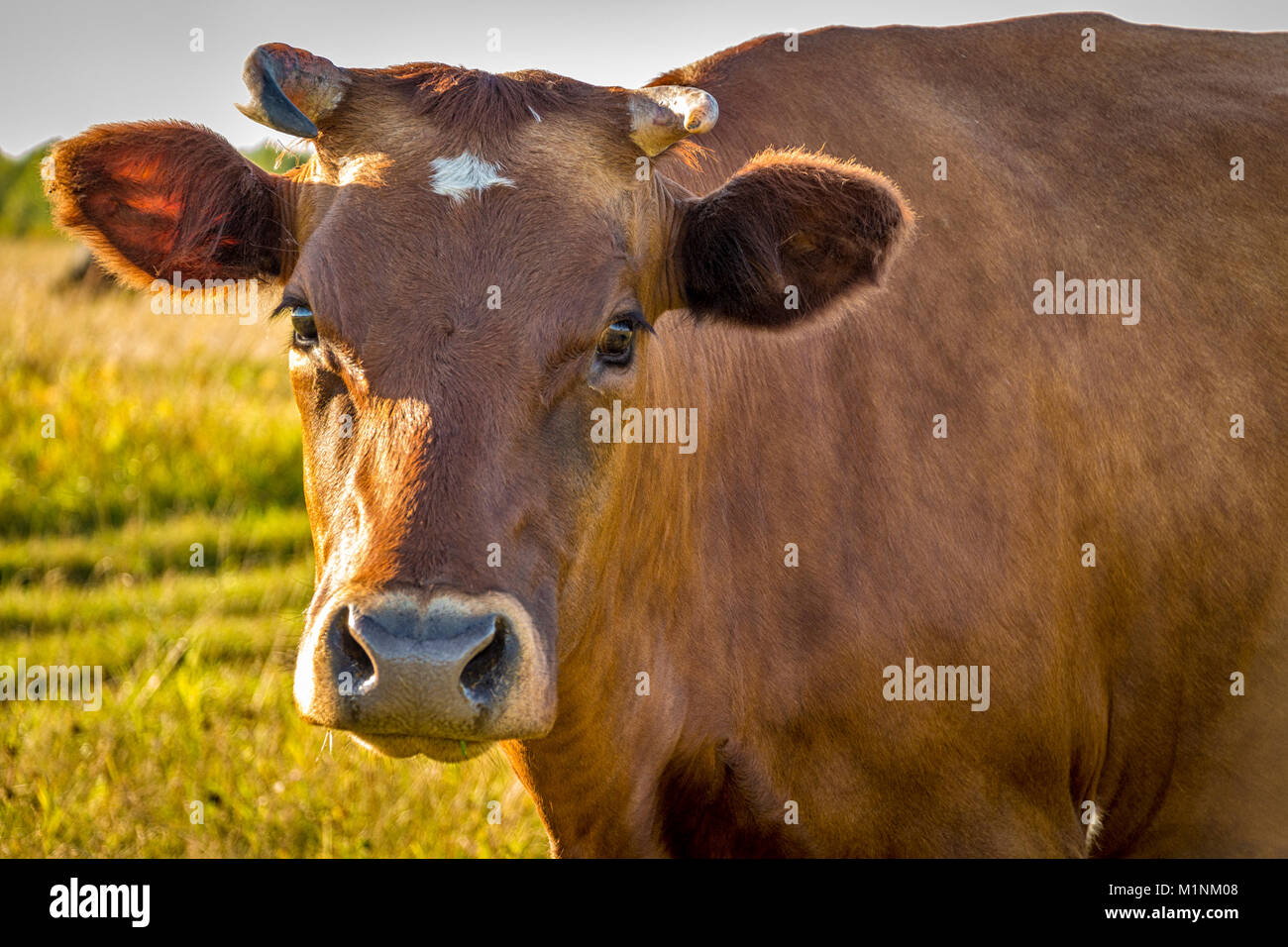 Kühe grasen in der Steppe auf der Suche nach Nahrung. Stockfoto
