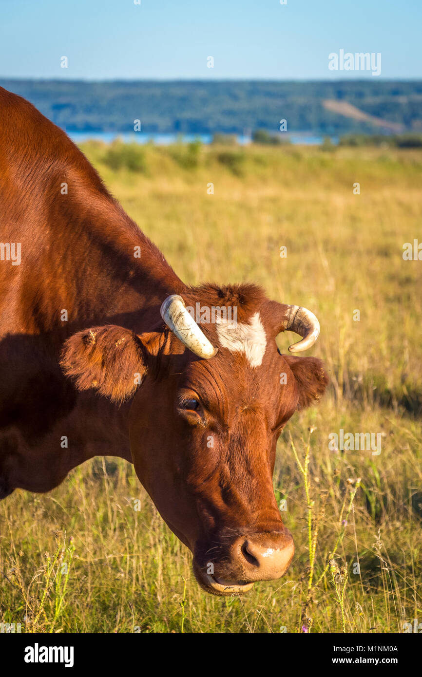 Kühe grasen in der Steppe auf der Suche nach Nahrung. Stockfoto