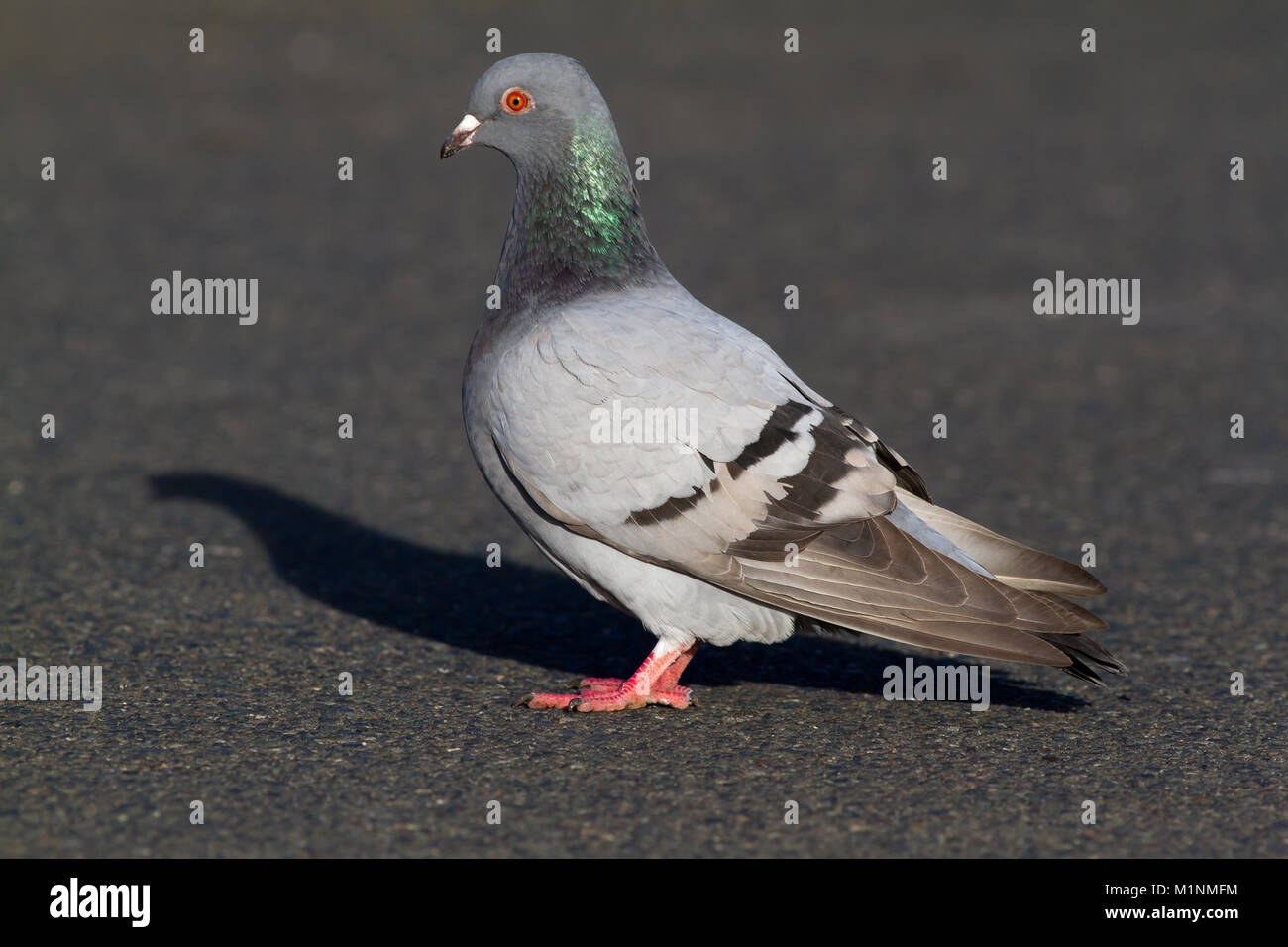 Stadt livier -Fotos und -Bildmaterial in hoher Auflösung – Alamy