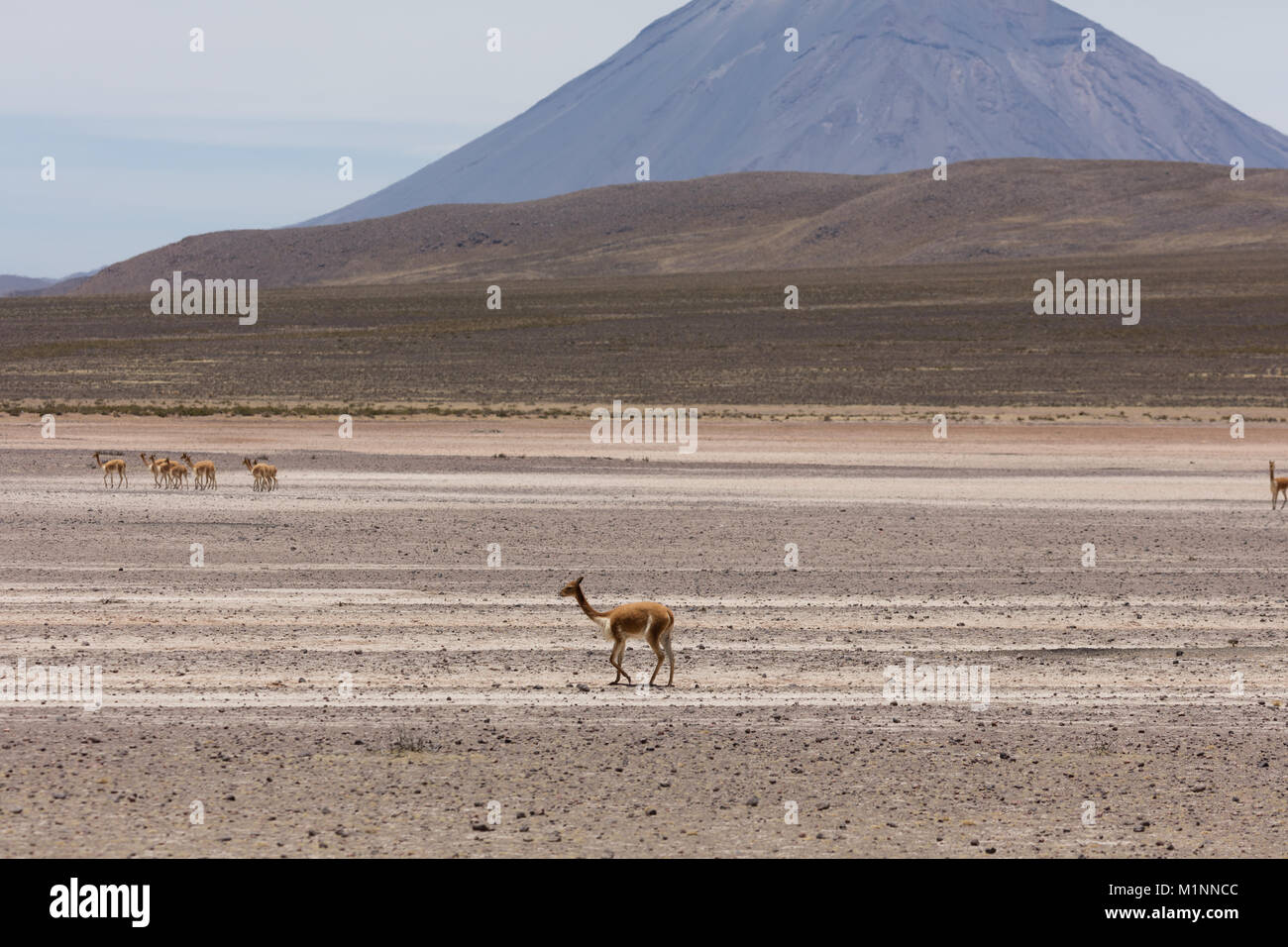 Wild lama Vigogna in den Anden, Peru Stockfoto