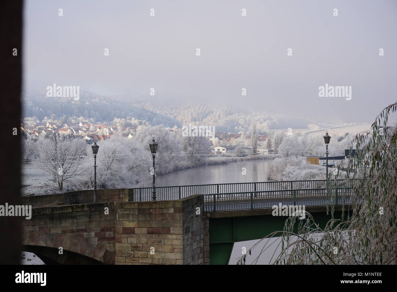 Getrocknete Blätter im Winter Stockfoto