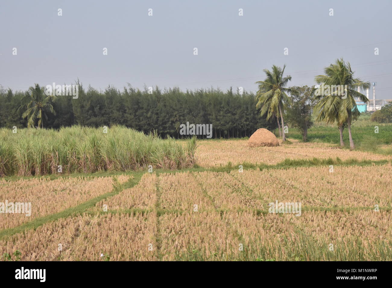 Tolle Aussicht von Zuckerrohr Feld mit einem paddy Stroh Storage mit Kokosnuss & Casuarina Bäumen. Stockfoto