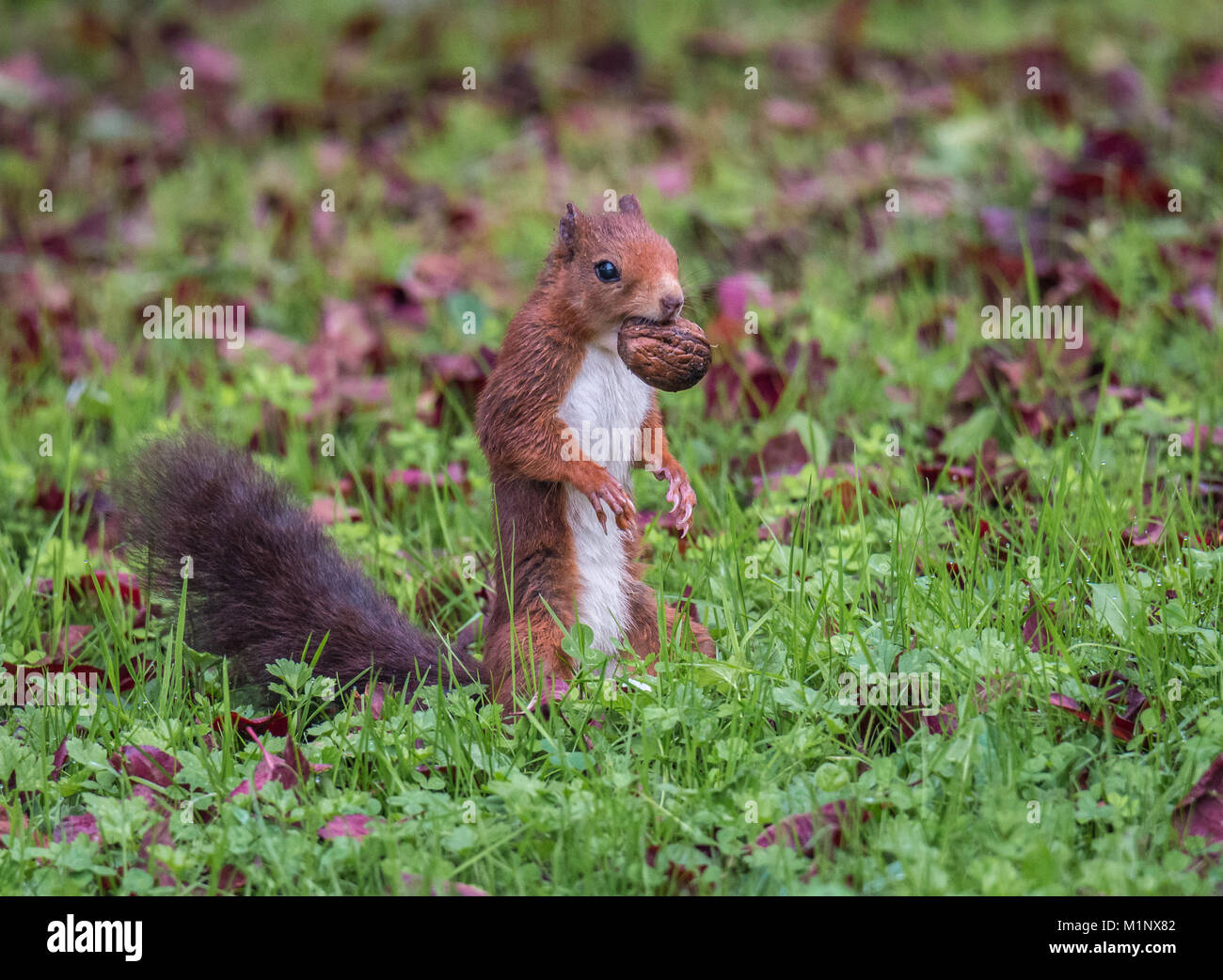 Mit Geduld und versteckte sie können die Eichhörnchen beobachten, morgens, im Wald, auf der Suche nach Frühstück, und in diesem Fall eine Mutter... Stockfoto
