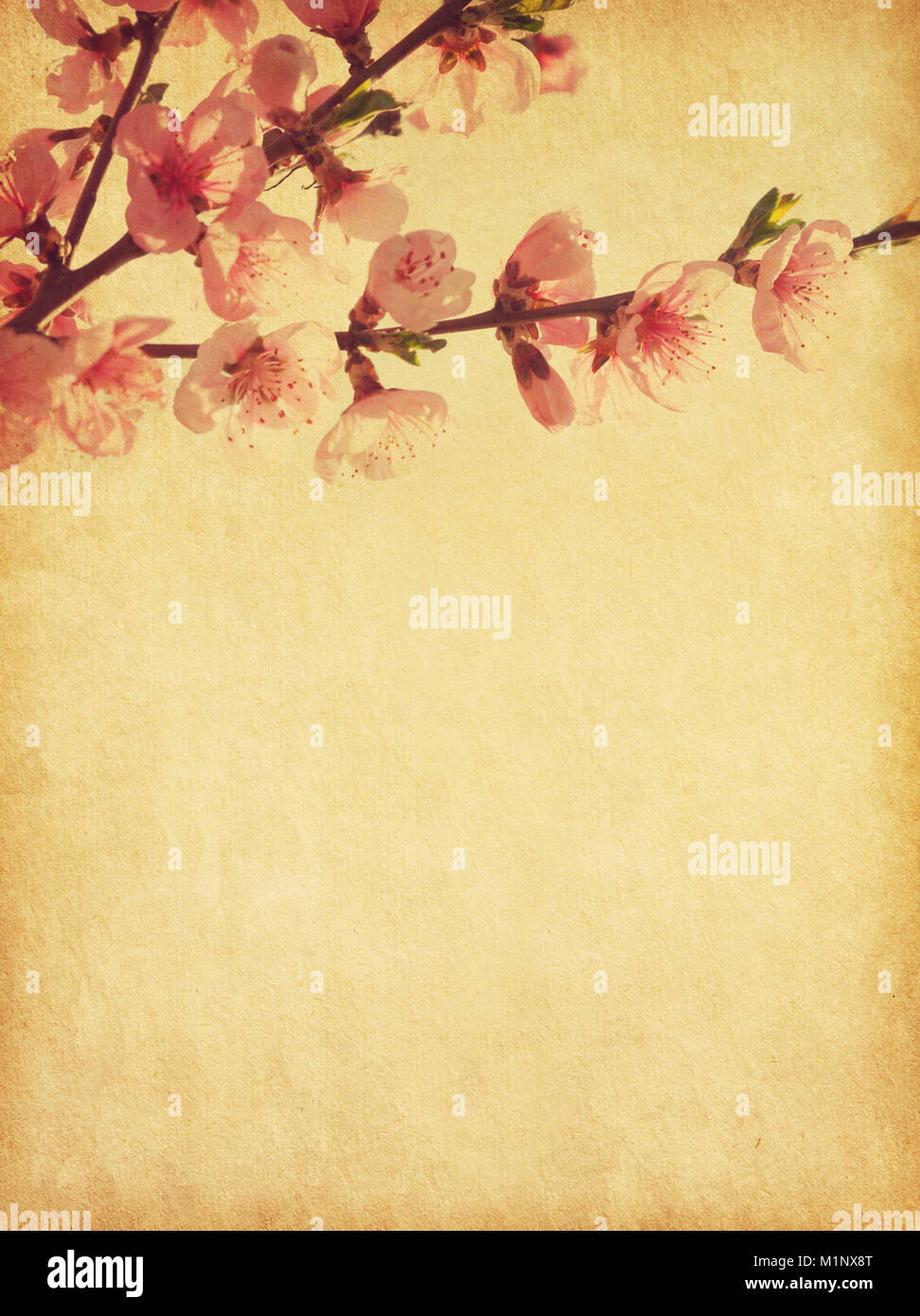 Pfirsich in der Blüte. Foto im Retro-Stil. Hinzugefügt Papier Textur. Getonten Bild Stockfoto