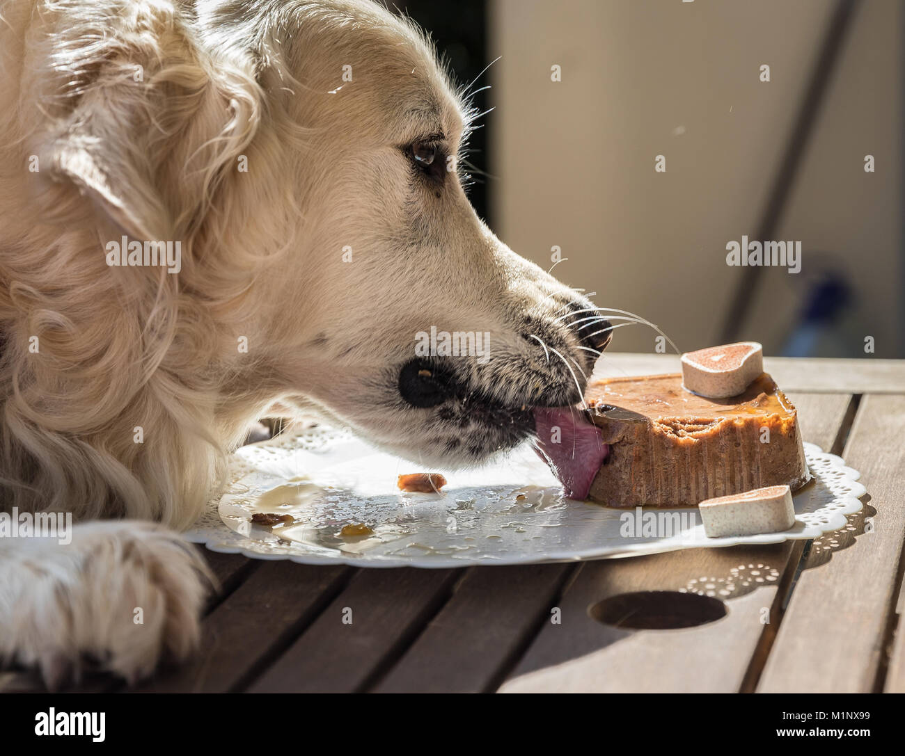 Die Geburtstagsfeier meiner goldenen Hund namens Prinz, das in Rekordzeit ein Hund Kuchen verzehrt, mit Mimik und Gestik, dass Sie l Stockfoto
