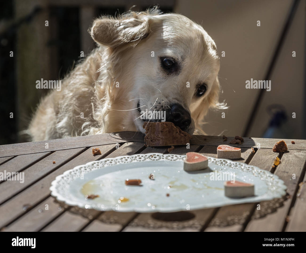 Die Geburtstagsfeier meiner goldenen Hund namens Prinz, das in Rekordzeit ein Hund Kuchen verzehrt, mit Mimik und Gestik, dass Sie l Stockfoto